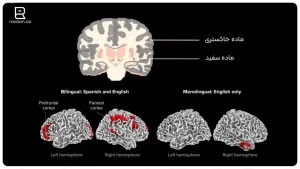 تاثیر زبان بر مغز