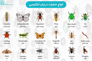 30 حشره در زبان انگلیسی