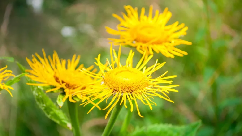 زنجبیل (زنجبیل شامی، راسن)