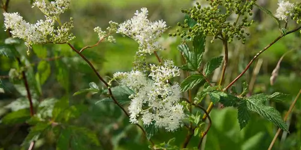 عروس چمن زار (گل عروسی اروپایی)